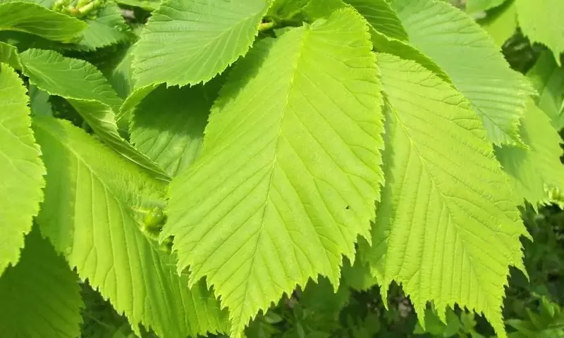 Plantas de Exterior Infalibles para Todo Clima