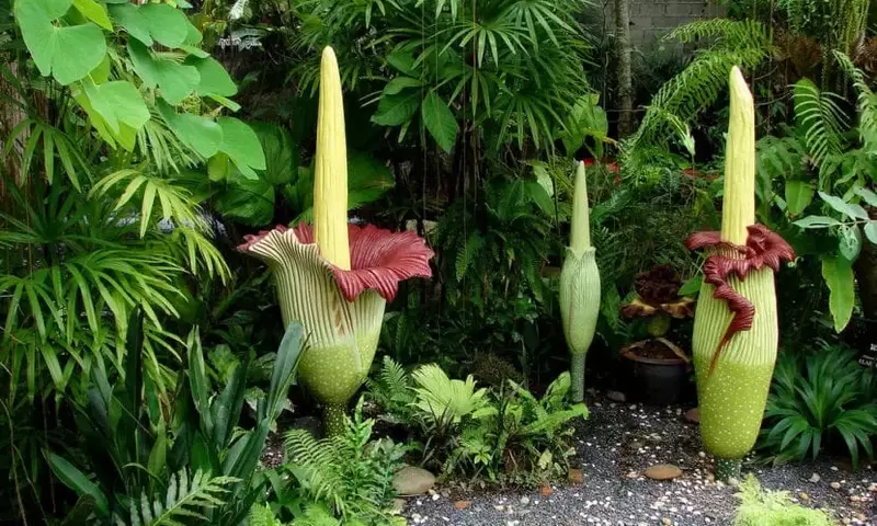 Las Plantas Más Insólitas y Fascinantes del Mundo Natural