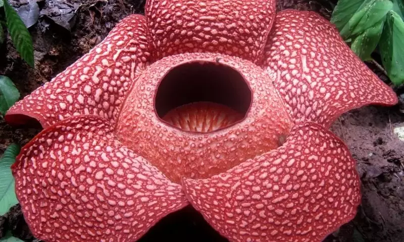 El Fascinante Mundo de las Plantas Parasitarias: Adaptaciones y Estrategias de Supervivencia
