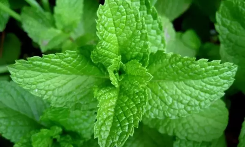 Plantas Aromáticas: Aliadas Naturales Contra las Hormigas en el Hogar