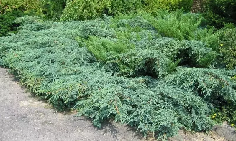 Embelleciendo Jardines Inclinados: Selección Estratégica de Plantas