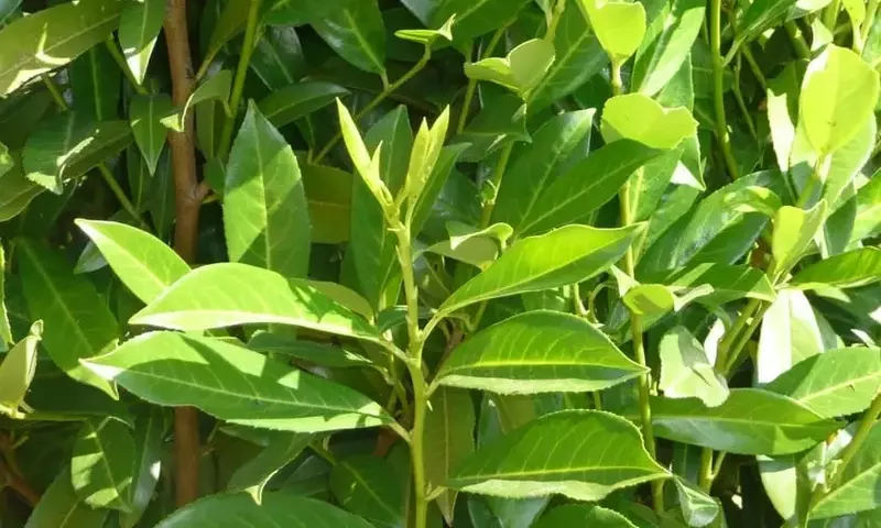 Plantas Repelentes de Cucarachas: Soluciones Naturales para el Hogar