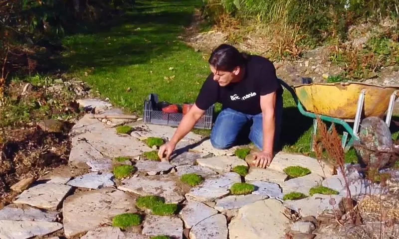 Plantas Tapizantes para Senderos y Caminos: Embellece y Protege Tu Jardín
