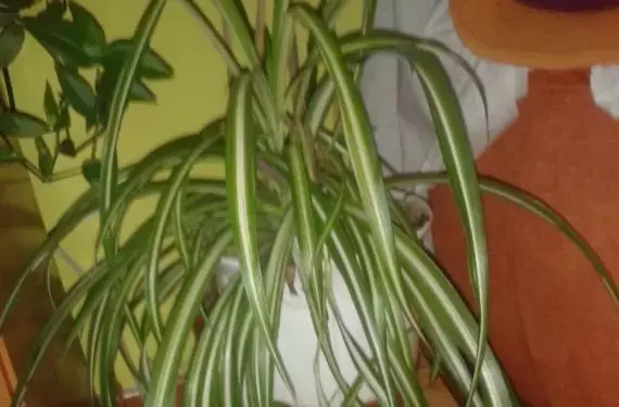 Cultivo y Propagación de Plantas por Hijuelos: Cinta y Saxífraga
