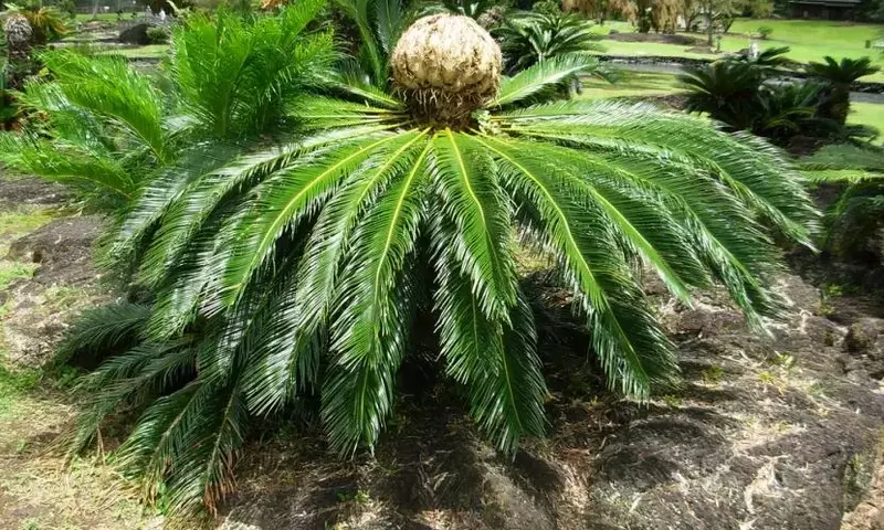 Plantas con Apariencia de Palmera que no lo Son