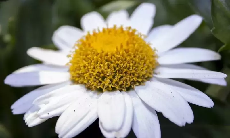 Flores Autosiembra: Belleza Natural en Tu Jardín