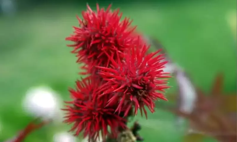 Plantas Hermosas, Peligros Ocultos: Una Guía de Precaución para Jardineros y Hogares