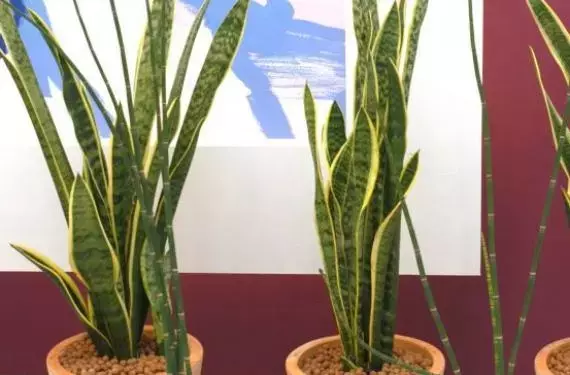 Plantas que Prosperan en la Sombra: Una Guía para Espacios con Poca Luz