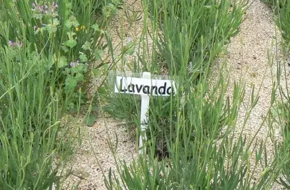 Jardinería Ecológica: Control de Plagas con Plantas Aromáticas