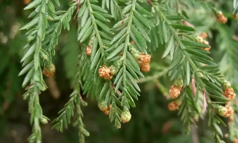 El Secreto Curativo de las Plantas: Aspirina Natural para su Resiliencia