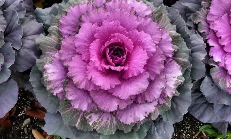 Descubre las Plantas Ideales para Embellecer tu Jardín en Invierno