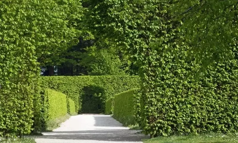 Guía Definitiva para la Selección de Plantas para Cercas Vivientes en su Jardín