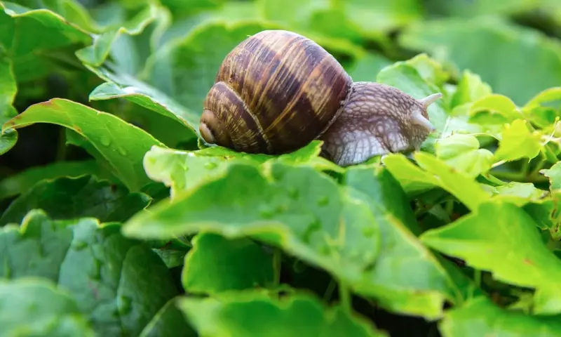 Protección Integral de Plantas: Estrategias Efectivas contra Plagas y Enfermedades