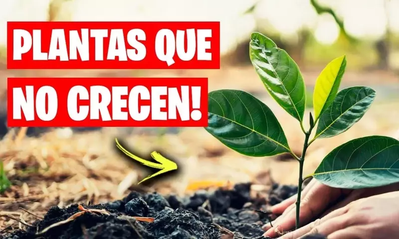 Secretos para un Jardín Vibrante: Desvelando el Crecimiento de tus Plantas