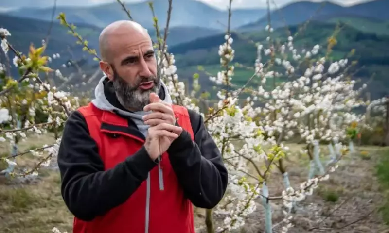 Panorama Actual del Cultivo de Cerezas: Innovaciones y Desafíos Globales