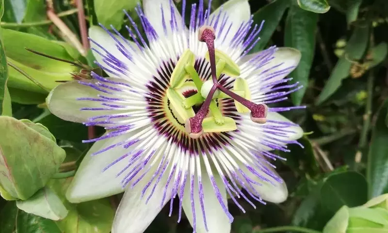 Descifrando el Misterio Floral: ¿Por Qué Tus Plantas No Florecen?