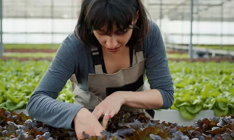El Arte Esencial del Riego en el Cuidado Vegetal