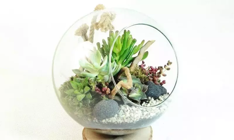 Cómo Construir y Cuidar un Terrario: Guía Esencial para un Ecosistema en Miniatura