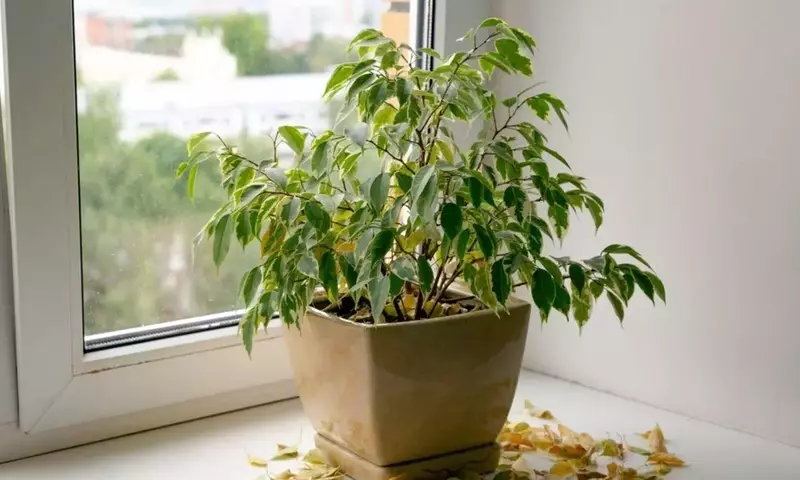 Descifrando la Caída de Hojas en Plantas: Una Guía Completa para Jardineros