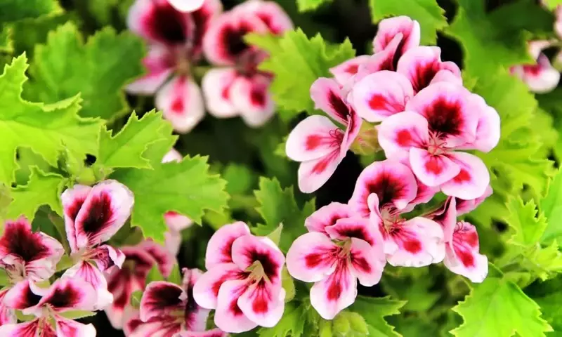 El Arte Esencial de la Poda de Geranios para una Floración Exuberante