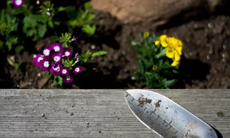 La Importancia de la Siembra de Árboles en Primavera