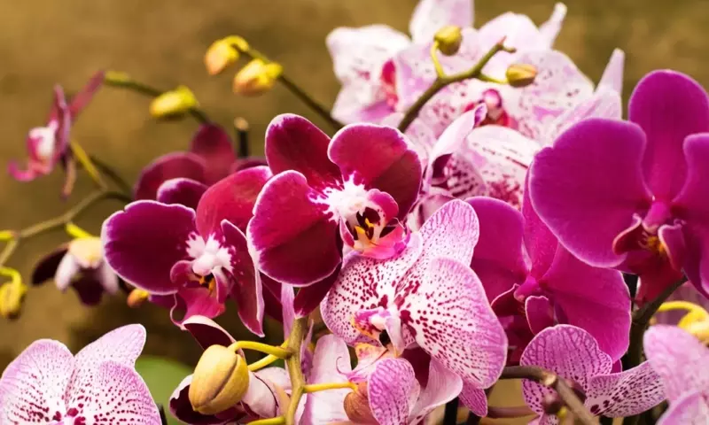 Mitos y Realidades del Riego de Orquídeas con Hielo: Una Guía Esencial