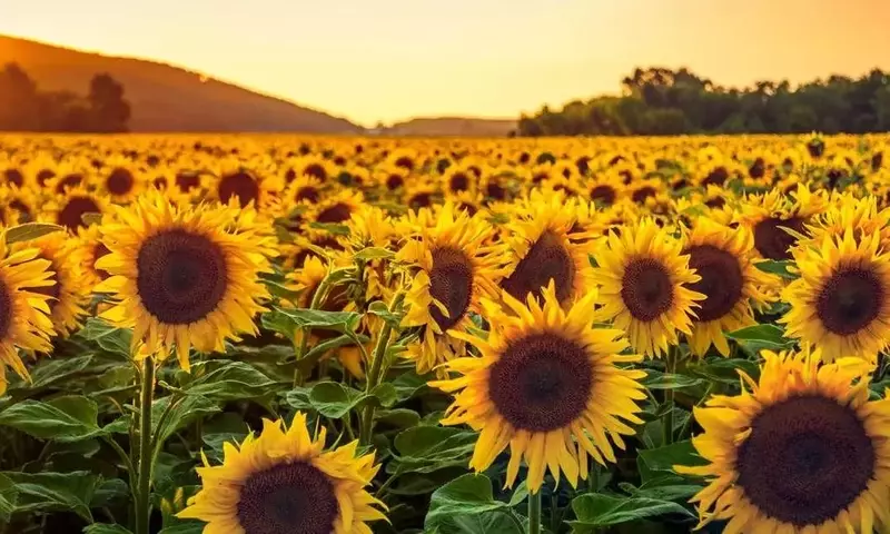 La Fascinante Danza de las Plantas Hacia la Luz: Un Vistazo al Fototropismo
