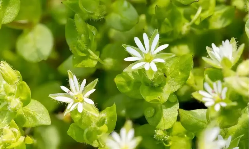 El Tesoro Verde: Plantas Silvestres y Sus Propiedades Curativas