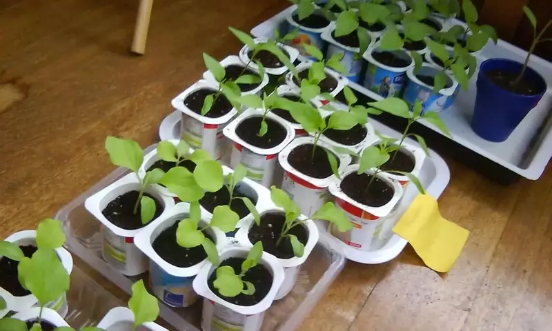 Guía Completa para el Éxito en la Creación de Semilleros Caseros