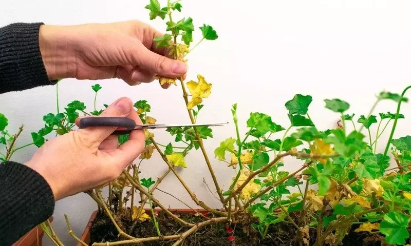 Descifrando el Amarillamiento de las Hojas de Geranio: Guía Completa para un Cultivo Saludable
