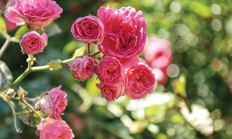 Guía Definitiva para el Cultivo Exitoso de Rosales a Raíz Desnuda