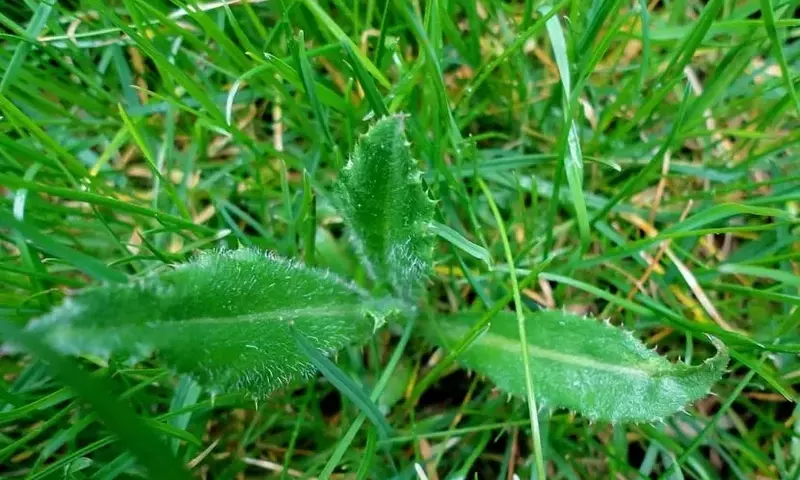 Estrategias Sostenibles para el Control de Malezas en su Jardín