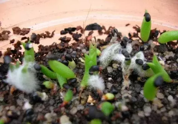 Prevención Efectiva de Hongos en Semilleros y Plantas Jóvenes