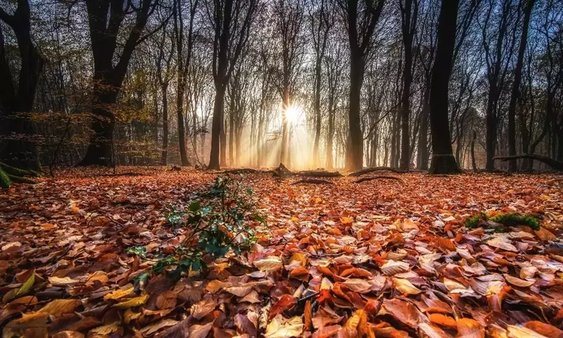 El Enigma Cromático del Otoño: ¿Por Qué Algunos Árboles Retienen su Verde?