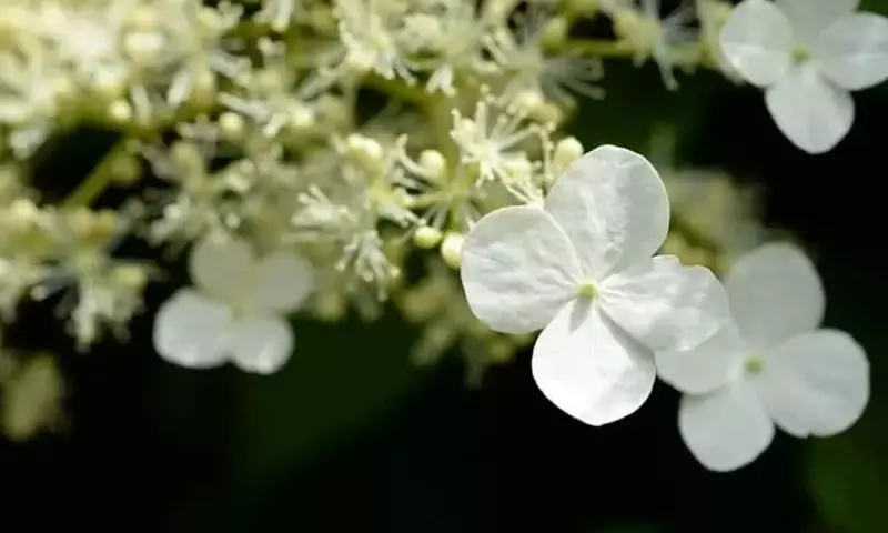 Desafíos Comunes en el Cultivo de Hortensias y Soluciones Prácticas