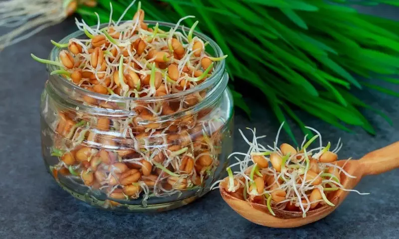 Consejos Esenciales para la Supervivencia y Germinación Óptima de Semillas