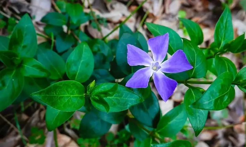 Plantas Vivaces y Perennes: Una Guía Completa para el Jardín Duradero