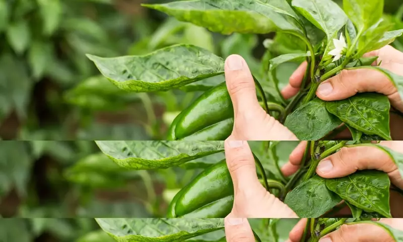 Dominando el Arte de la Poda de Pimientos para una Cosecha Excepcional