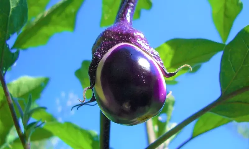 Guía Definitiva para el Cultivo Óptimo de Berenjenas: Poda y Entutorado