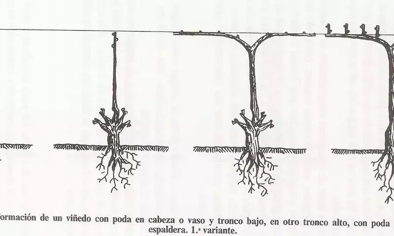 Guía Completa de Poda de Vid en Espaldera: Sistema Cordón Royat
