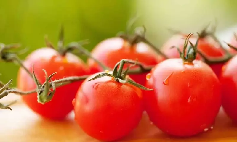 Optimización del Cultivo de Tomates: Guía Esencial de Poda para Maximizar la Cosecha