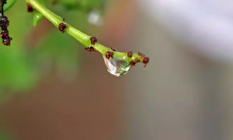 El Agua Ideal para el Riego de tus Plantas