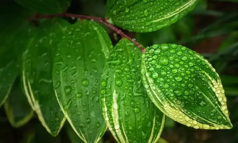 La Importancia Vital de la Fertilización Foliar para la Salud Vegetal