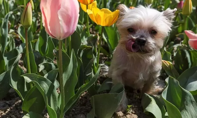 Protección de Plantas: Estrategias para una Convivencia Armoniosa con Animales