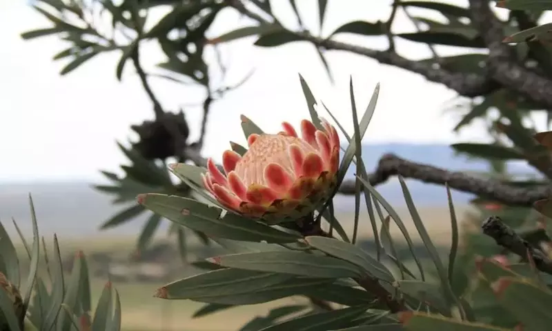 Descubriendo la Protea: Belleza Exótica y Resistencia en el Jardín