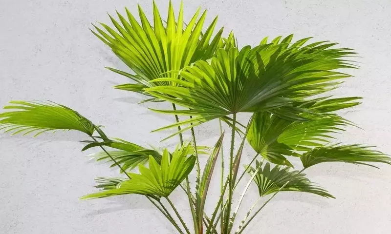 Guía Completa para el Cuidado de la Palmera Livistona Rotundifolia en Invierno