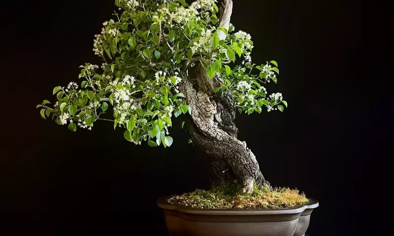El Encanto Florecido de los Prunus: Una Guía Completa de Árboles Ornamentales
