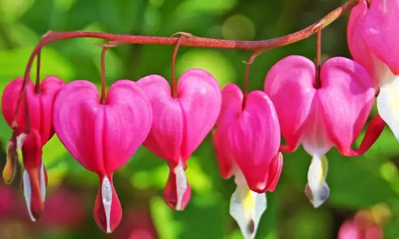 Flores Bulbosas para un Jardín Vibrante en Primavera