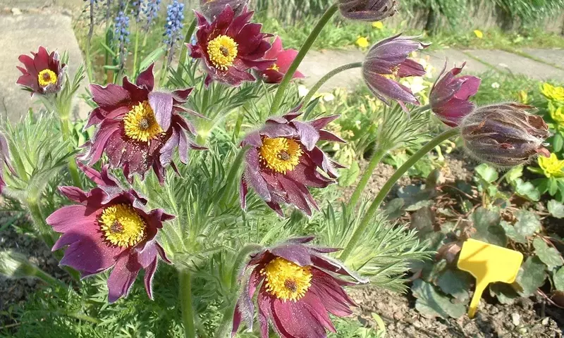 Pulsatilla: Usos Medicinales y Precauciones Esenciales