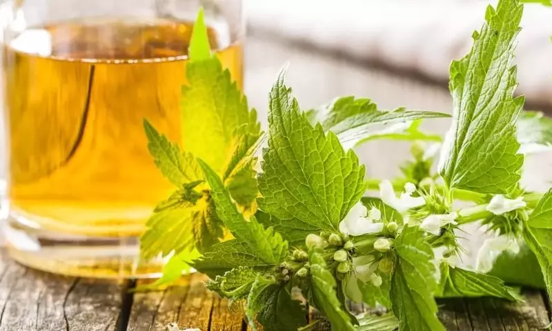 La Ortiga Blanca: Un Tesoro Medicinal con Múltiples Beneficios para la Salud